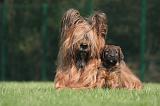 BRIARD 169